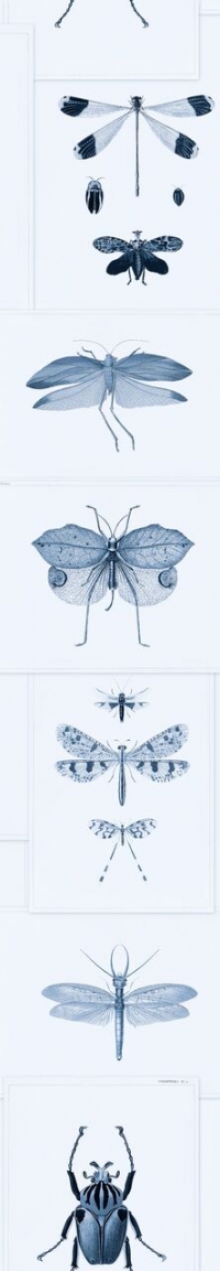 Entomology wallpaper blue