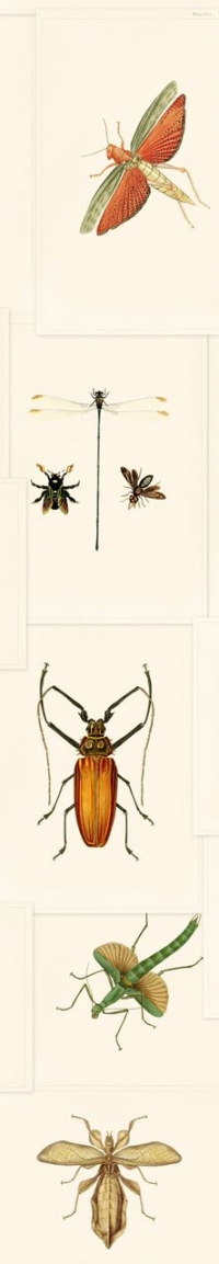 Entomology wallpaper