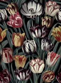 Tulipa Dark