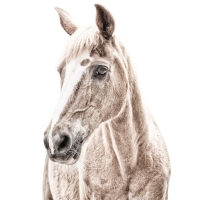 Magnetic wallpaper with print horse