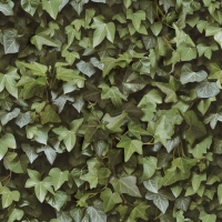 Ivy wall wallpaper