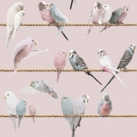 Exotic lovebirds pink blue wallpaper